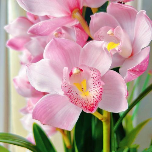 【阿鹏】烛光 4支花多年生云南高山兰花基地直发室内高端大花蕙兰