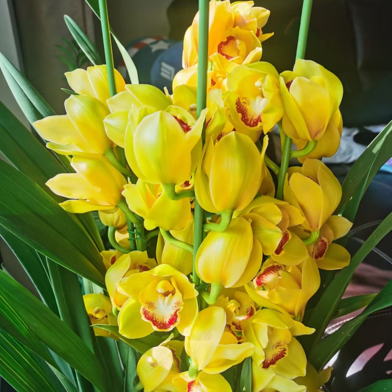 黄金万两3花剑起粉色兰花大花蕙兰多花剑起发易养护室内高端兰花