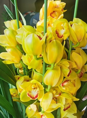 H黄金万两5花剑起黄色兰花大花蕙兰多花剑起发易养护室内高端兰花