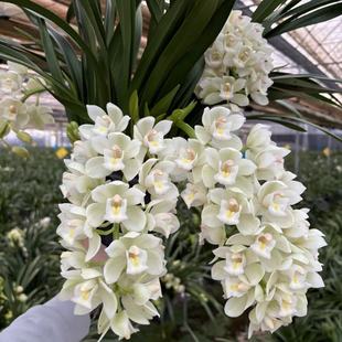 D正宗白玉香兰8花剑起多年生云南高山兰花基地直发室内高端花