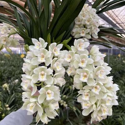 D正宗白玉香兰8花剑起多年生云南高山兰花基地直发室内高端花