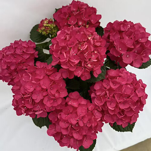 D朱唇玫红色大花绣球5花头起多季开花室内室外地栽盆栽阳台150