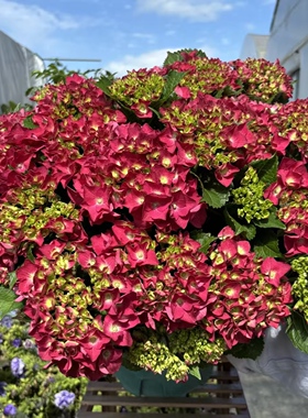 D红皇后 红色大花绣球多花头起花期长室内室外地栽盆栽2加仑