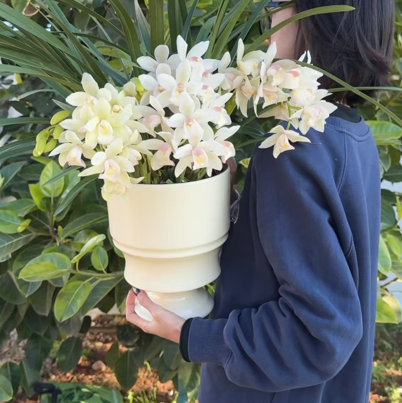 白玉香兰大花蕙4花剑兰花年宵花卉植物室内花好养易活云南直发