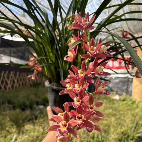 【阿鹏】红宝石5支花剑多年生云南高山兰花室内高端大花蕙兰