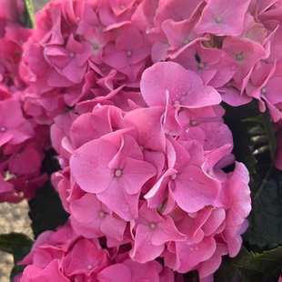 H粉佳人 粉蝶 粉色大花绣球多季开花花期长室内室外地栽盆栽阳台