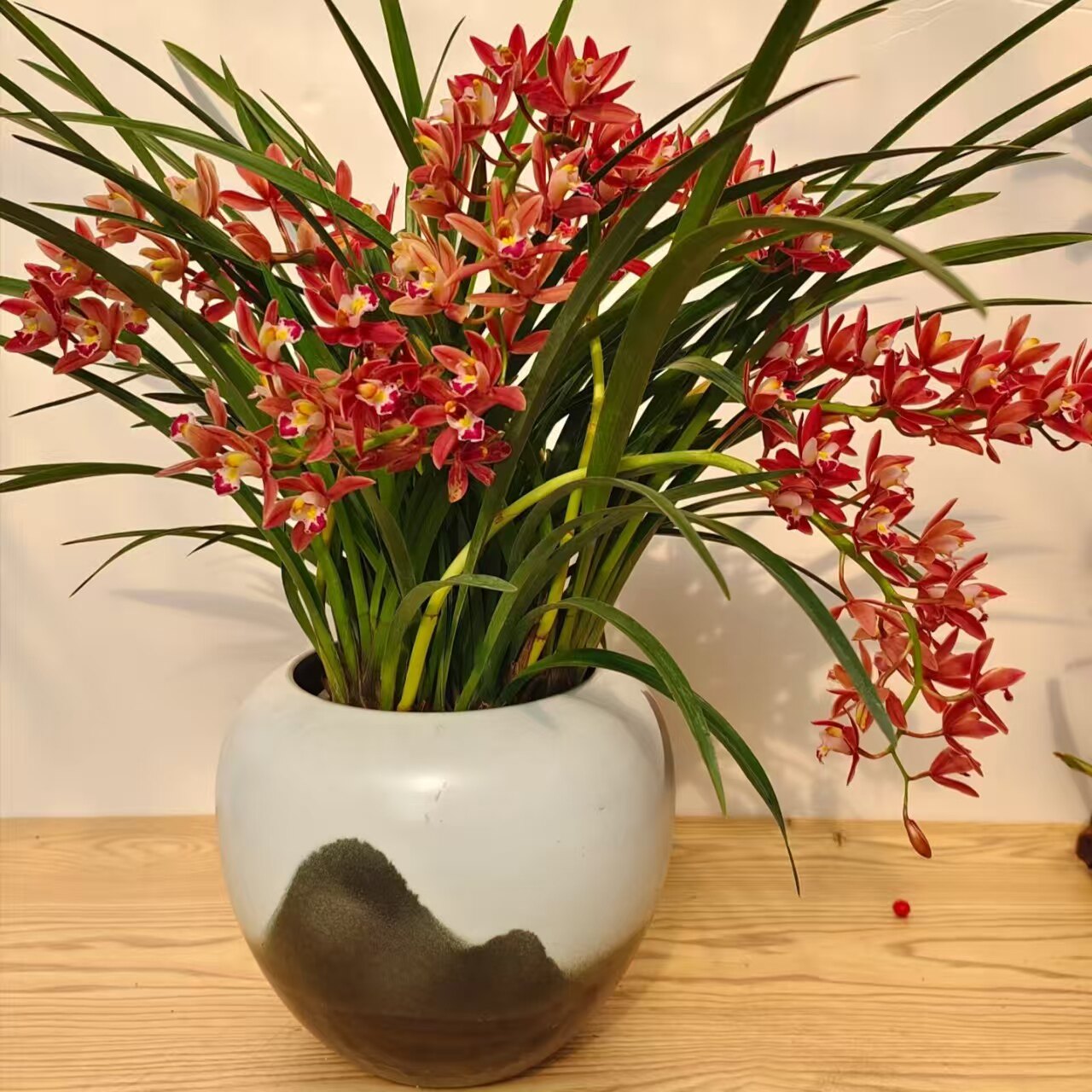 H红宝石多花剑起粉色兰花大花蕙兰3花剑起发易养护室内高端兰花