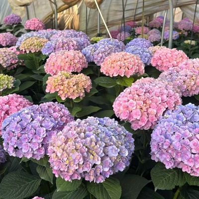 D太阳神殿 重瓣绣球可调色5花头起耐热耐寒室内庭院地栽1.5加仑盆