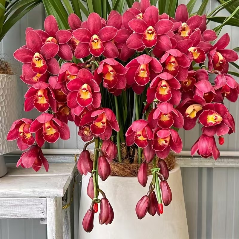 H大红袍（拱兰）5剑拱兰 蕙兰大红袍  高山兰花年宵花 热销多年生,鲜花速递/花卉仿真/绿植园艺,国兰/杂交兰/洋兰类,淘宝优惠券,粉丝福利购,淘宝优惠卷