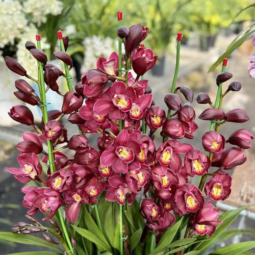 【阿鹏】红梅5支花剑多年生云南高山兰花基地室内高端大花蕙兰