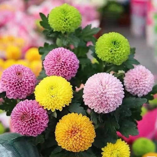 H多色乒乓菊 室内高端花卉长花期易养护办公室茶台150#