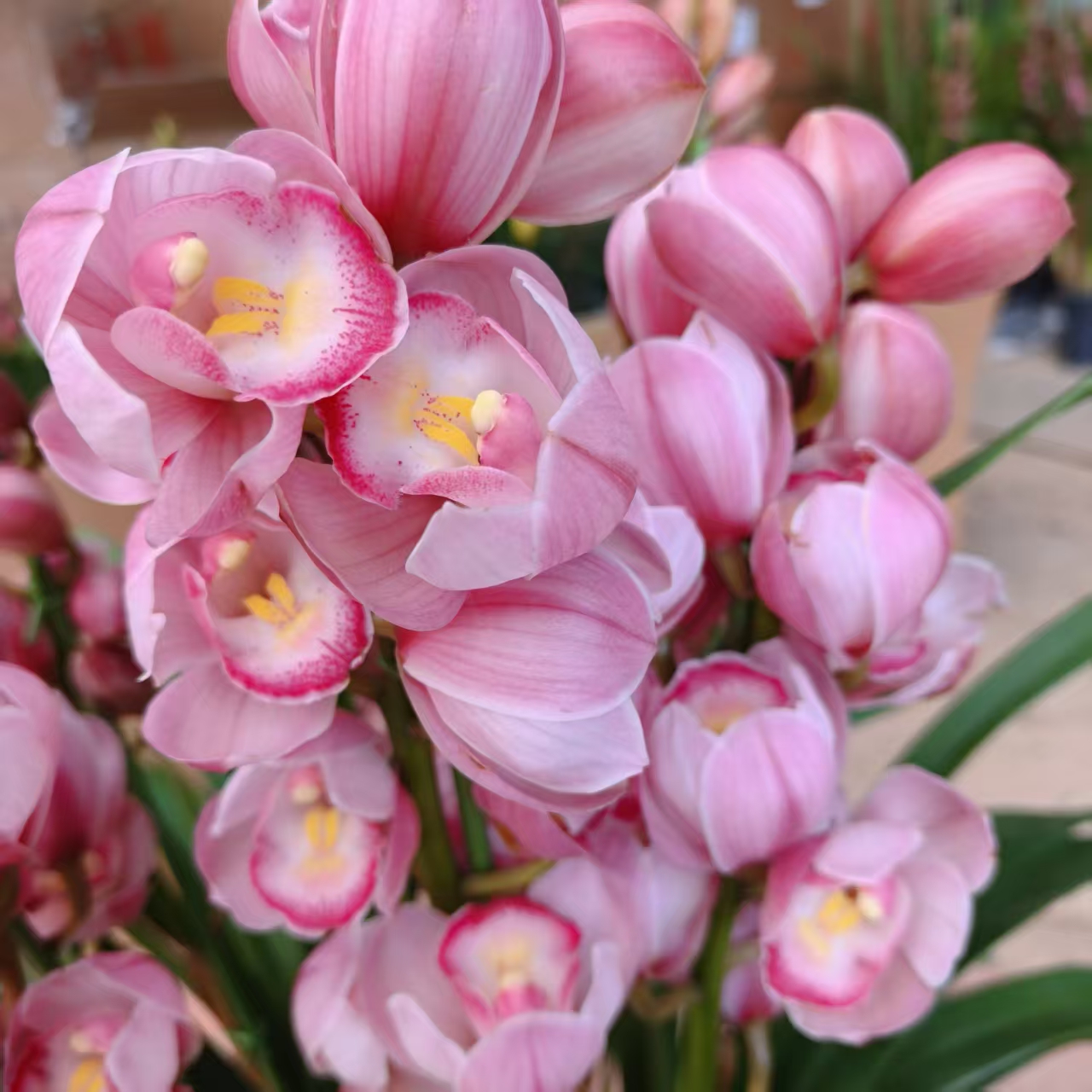 D朝阳 2支花剑多年生云南高山兰花基地直发室内高端大花蕙兰