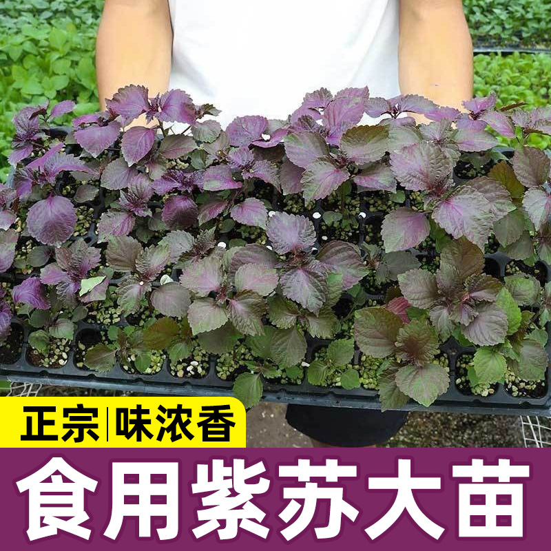紫苏苗老品种带土发货大叶蔬菜苗