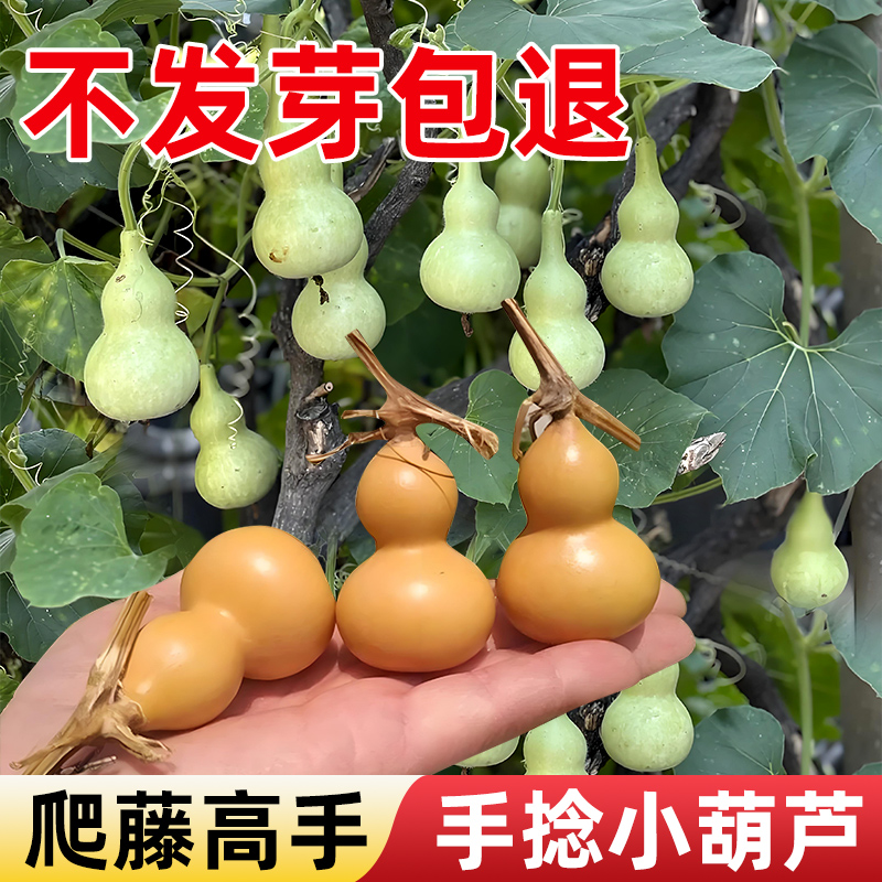葫芦种子阳台庭院盆栽当季新种观赏食用文玩手捻八宝大全食用迷你