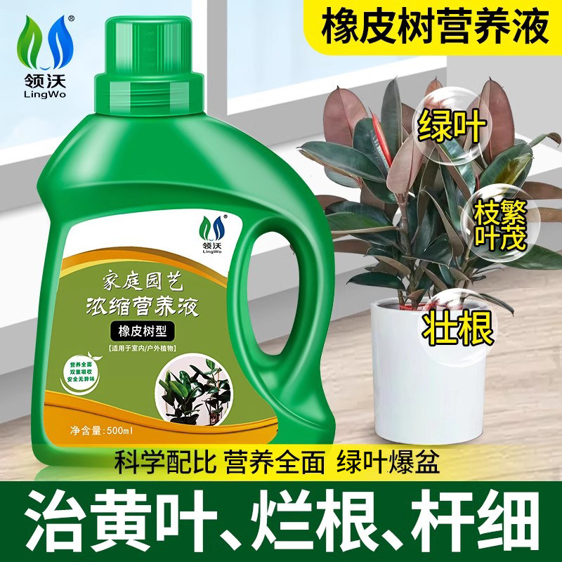 领沃橡皮树营养液可治黄叶防烂根图片