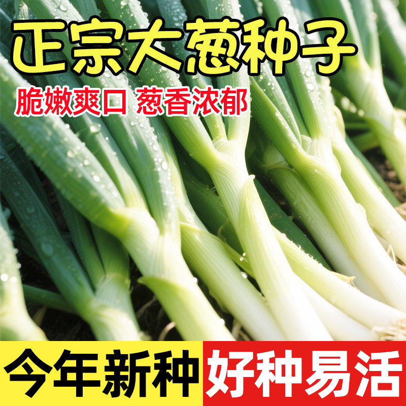 山东章丘大葱种子高产抗病铁杆老品种发芽快东北种籽四季蔬菜种子