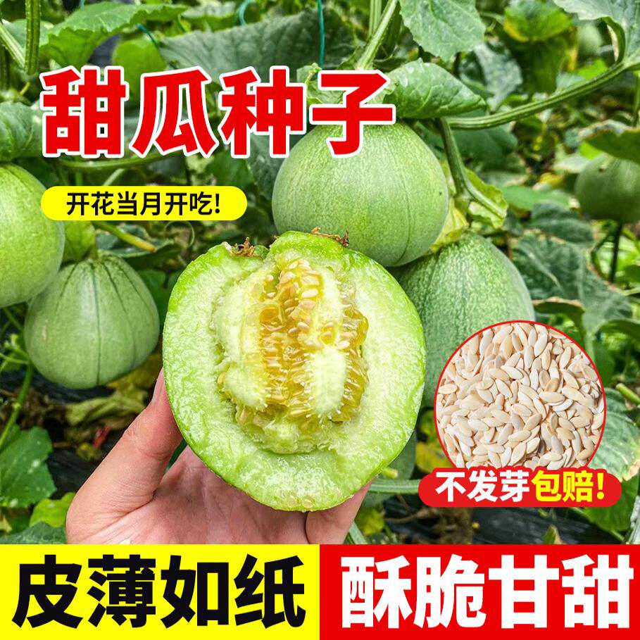 甜瓜种子大全羊角蜜冰糖绿宝石水果种籽庭院阳台农家种植蔬果盆栽