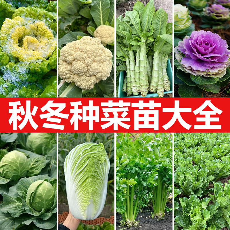 领沃秋冬菜苗大全农家蔬菜西蓝花
