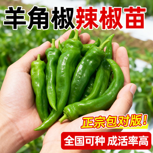 樟树港椒羊角辣椒苗带土球高产