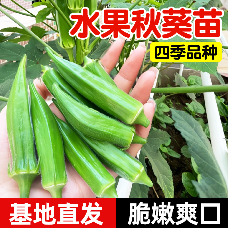 黄秋葵种籽种苗高产水果四季盆栽