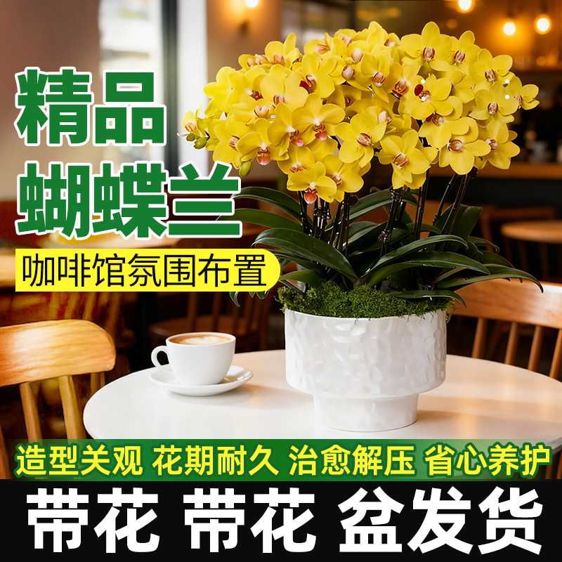 领沃蝴蝶兰咖啡馆带花盆栽轻奢花