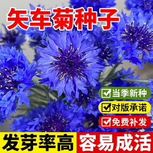 矢车菊花种子花籽四季播种开花庭院阳台盆栽蓝芙蓉车轮花耐热耐旱