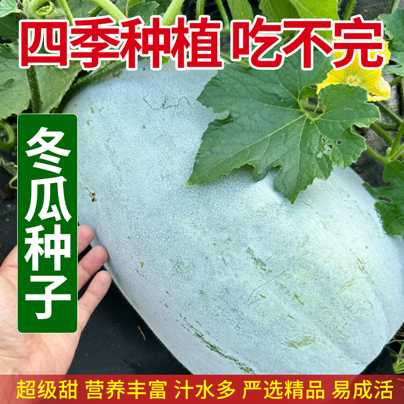 冬瓜种籽高产特大巨型白皮老品种