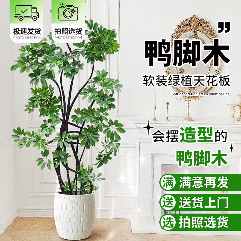 鸭脚木客厅大盆栽水培八方来财花盆植物花叶造型树阳台老桩真绿植