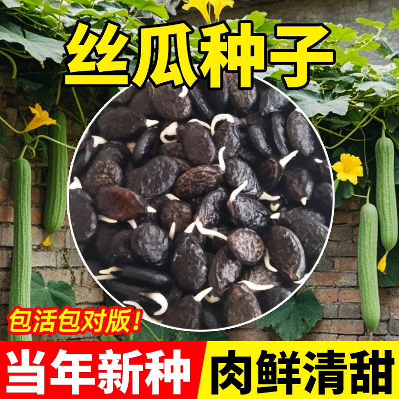 丝瓜种子甜嫩种植结果多清甜爽口