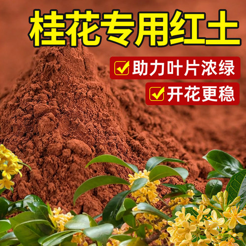桂花专用云南营养红土天然花卉土