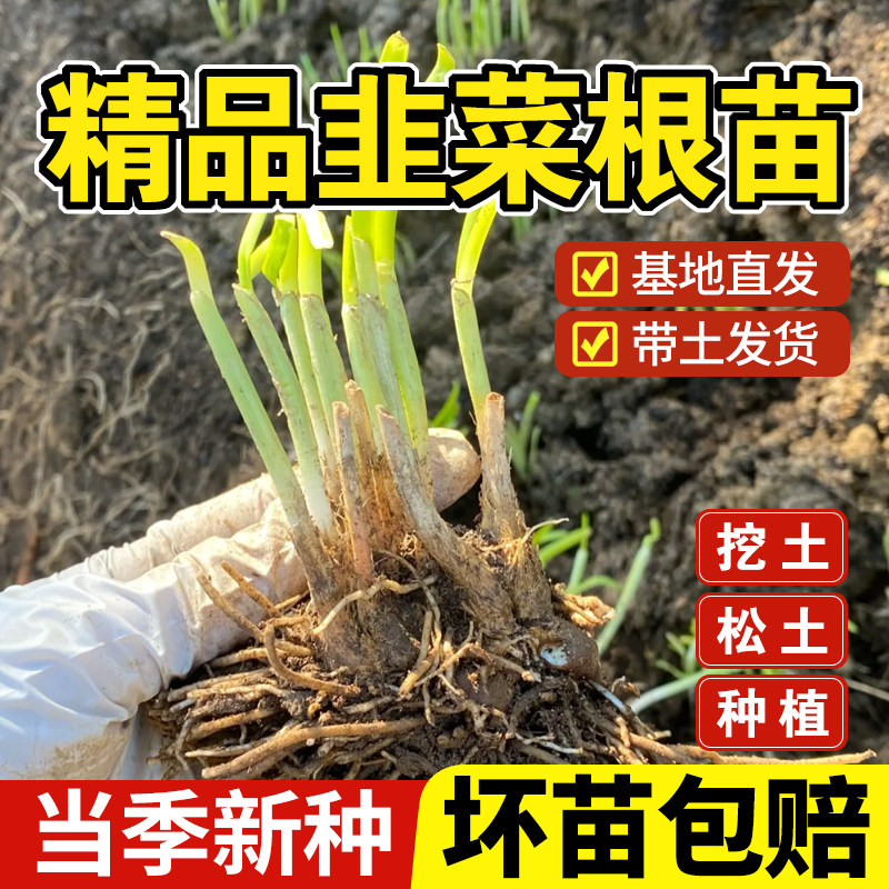 韭菜根苗紫根四季农家天然蔬菜菜园阳台盆栽庭院种植重复采收,鲜花速递/花卉仿真/绿植园艺,种苗/半成品盆栽,淘宝优惠券,粉丝福利购,淘宝优惠卷