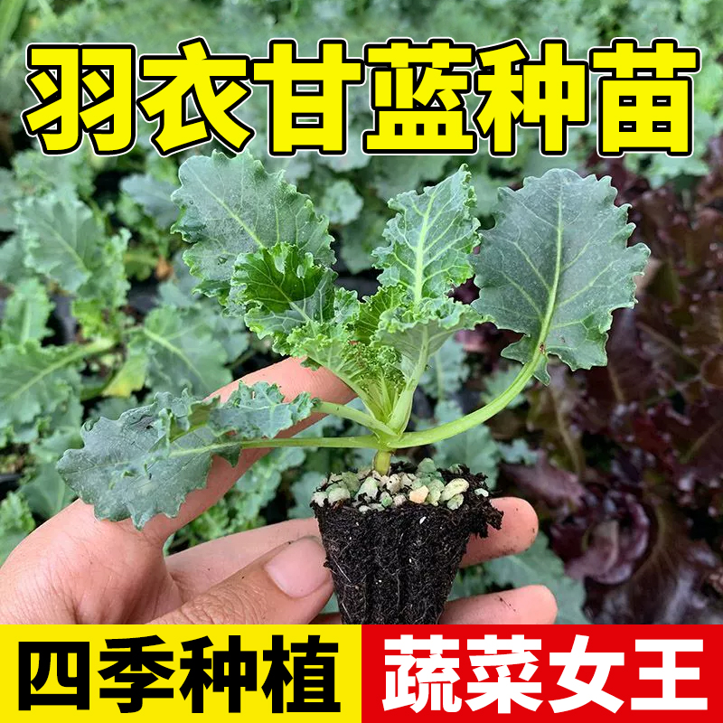 领沃紫羽衣甘蓝苗当季新种带土苗