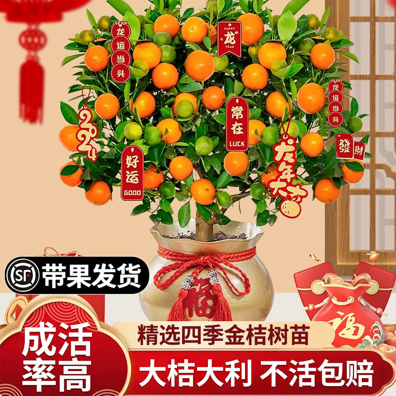 金桔树盆栽树苗可食用脆皮脆蜜橘子果树客厅四季室内沙砂糖桔带果