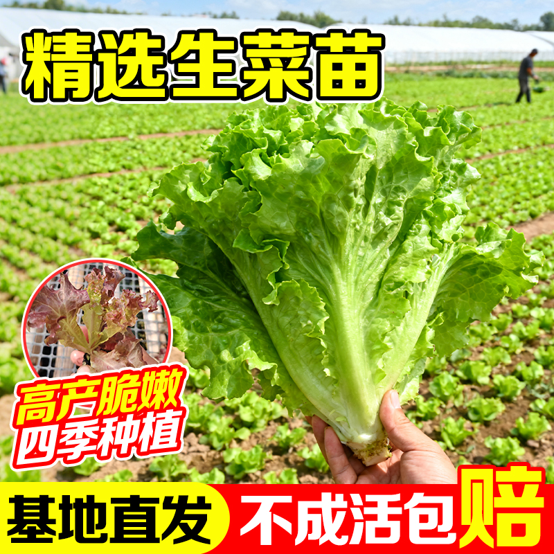 生菜苗口感清甜脆嫩耐寒随吃随摘