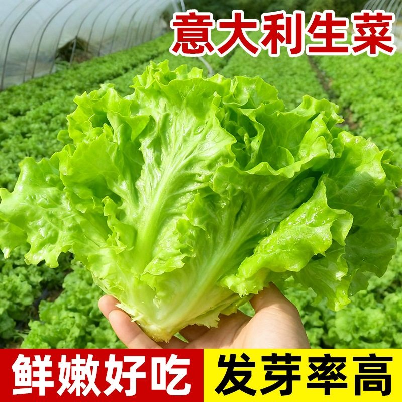 生菜种子大全四季脆甜爽口可生吃沙拉菜阳台庭院盆栽种植蔬菜种籽