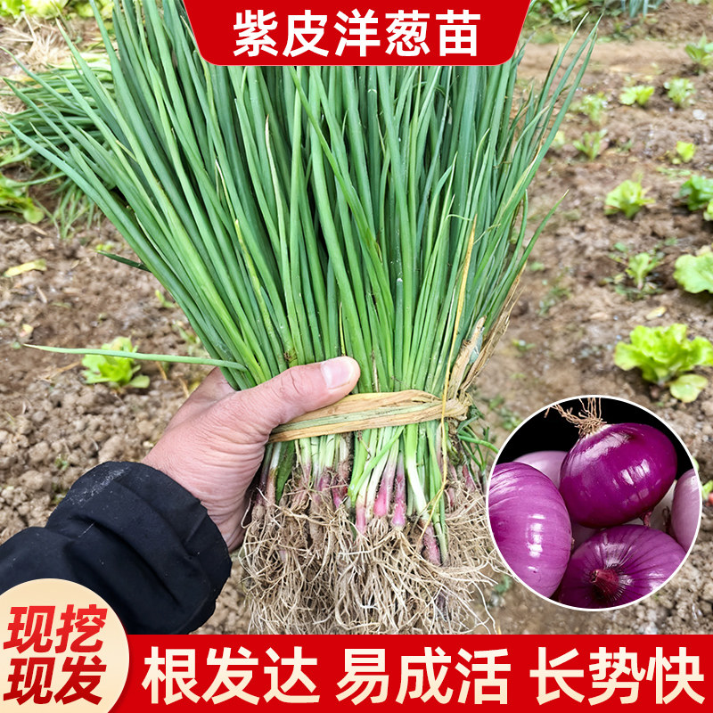 山东紫皮洋葱苗正宗水果秧苗老品种带根苗好养易活种苗包对版蔬菜,鲜花速递/花卉仿真/绿植园艺,种苗/半成品盆栽,淘宝优惠券,粉丝福利购,淘宝优惠卷