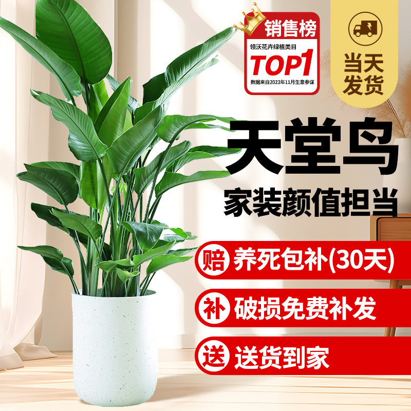 绿植天堂鸟大型植物摆件高端盆栽图片