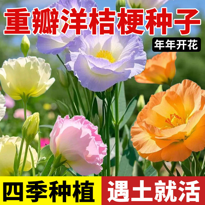 重瓣洋桔梗花种子混色四季播种开花向日葵太阳花种籽易活花卉花籽