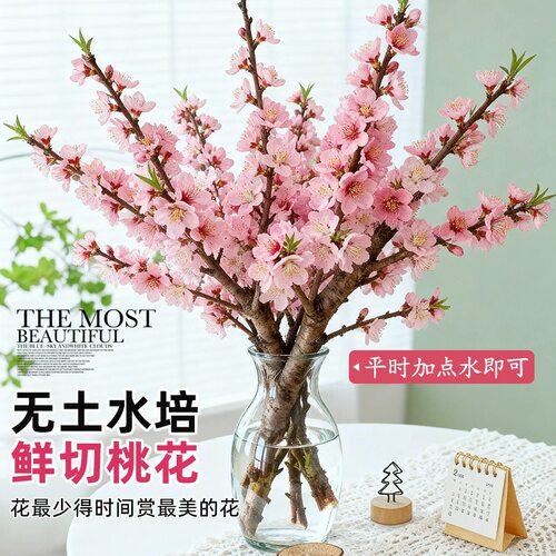 桃花红梅鲜枝水培鲜切带花苞春季