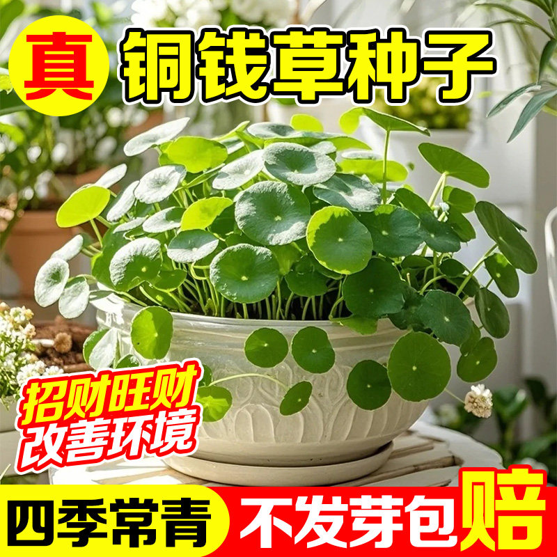 铜钱草碗莲荷花种子水培精品大叶四季植物水养开花室内办公室绿植