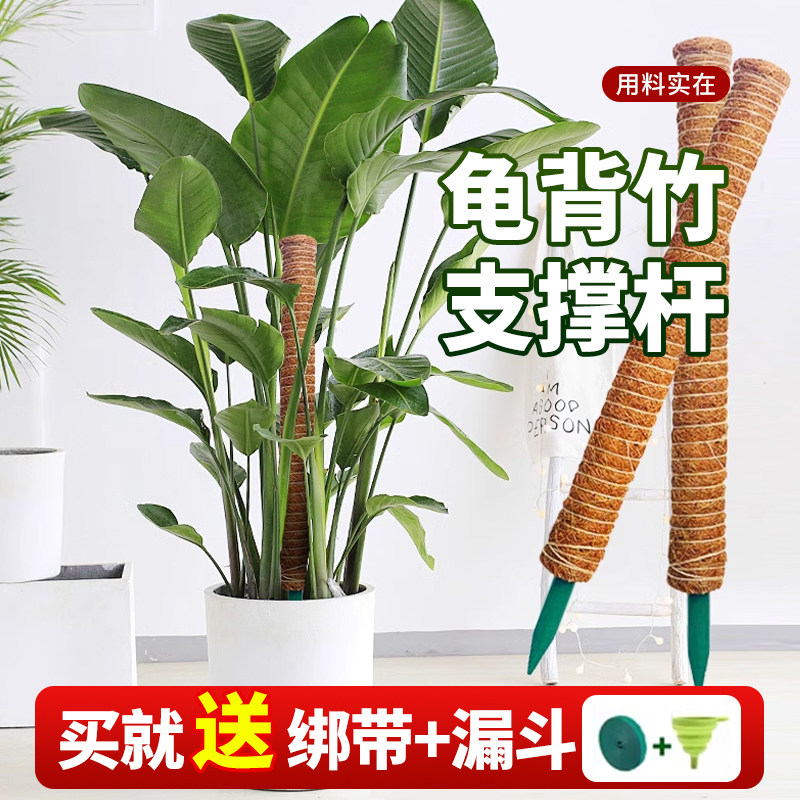 领沃龟背竹支撑杆棕榈皮和椰丝苔图片
