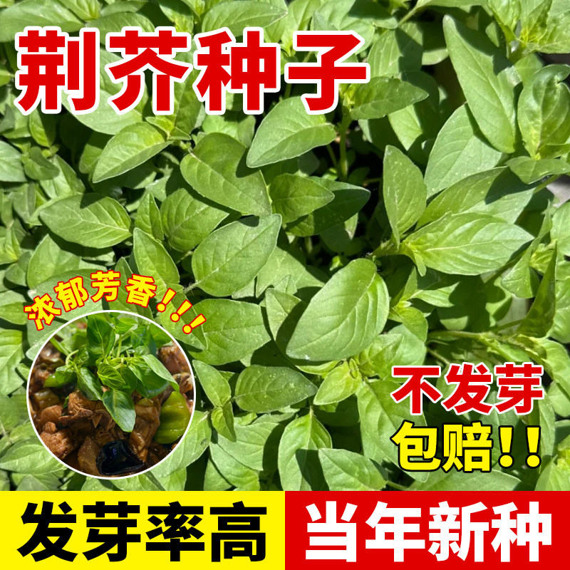荆芥籽种子速生高产河南大叶小叶四季耐热抗病阳台盆栽野菜蔬菜籽