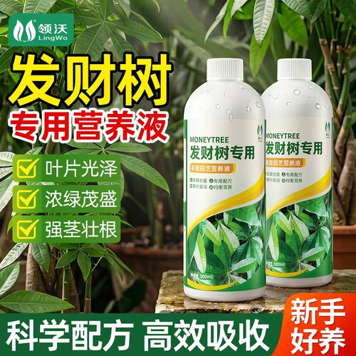发财树专用营养液叶子发黄掉叶