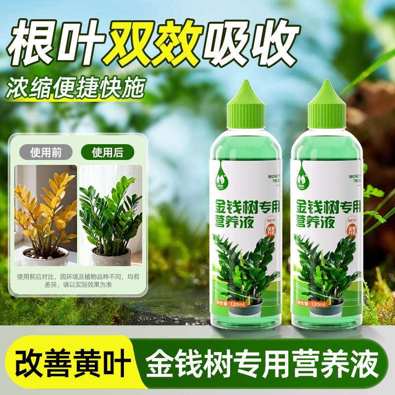 金钱树专用营养液专治黄叶烂根