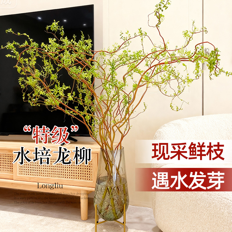 龙柳鲜枝水培植物干枝粗枝客厅绿植室内好养活日系水养盆栽造型感