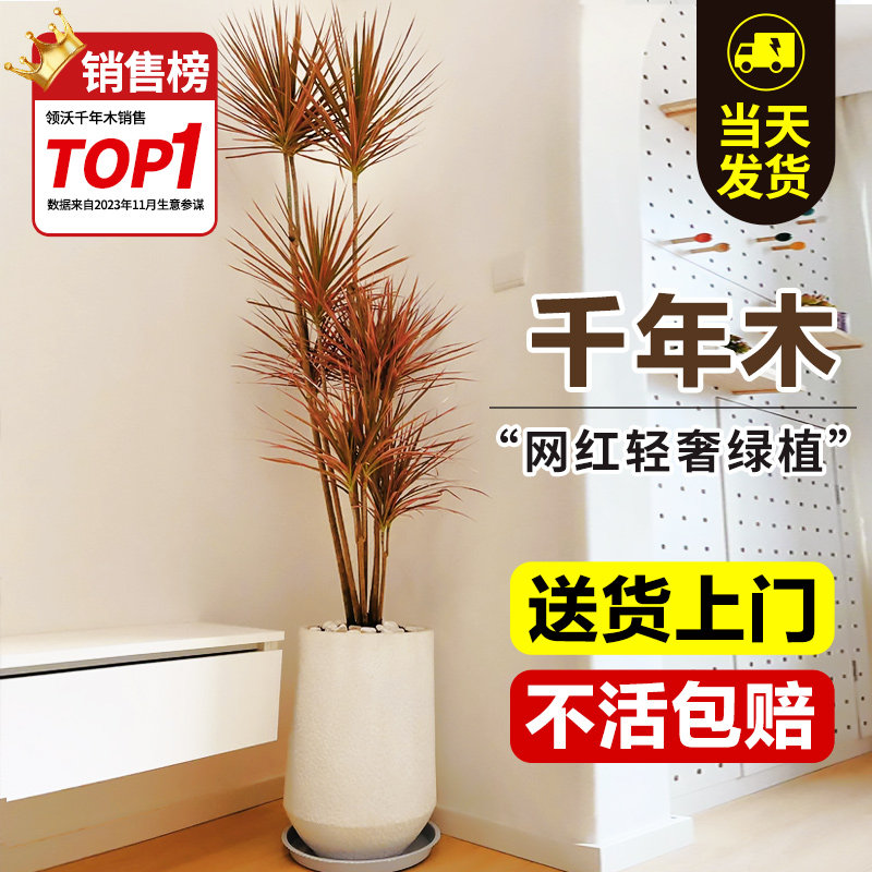千年木大盆绿植高级感客厅旺宅树大型植物室内花卉盆栽好易活四季,鲜花速递/花卉仿真/绿植园艺,大型绿植/成品组合盆栽,淘宝优惠券,粉丝福利购,淘宝优惠卷