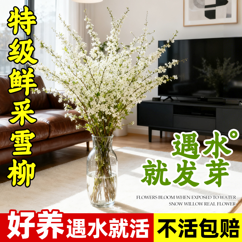 领沃客厅办公室水培带芽绿植植物