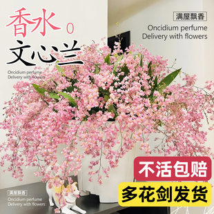 文心兰盆栽带花苞梦香兰水苗跳舞兰名贵精品A级特香花卉四季可养