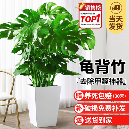 龟背竹大叶白锦老桩盆景室内客厅