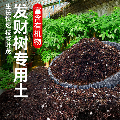发财树专用土改善黄叶助力生根
